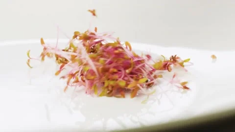 Red amaranth shoots falling on the plate. Close up of amaranth microgreen Stock Footage 232124224