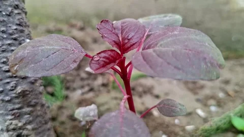 Red Amaranth Sprout With Dew Drop On Leaves Stock Footage 341197715