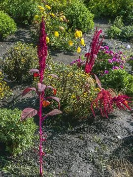 Red Amaranth with Upright and Drooping Flower Spikes in Garden Stock Photos