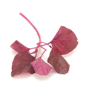 Red amaranth on white background Stock Photos