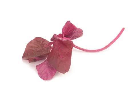 Red amaranth on white background Stock Photos