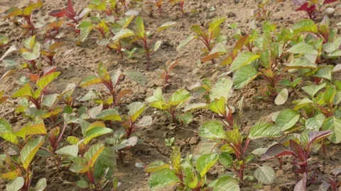 Red Amaranthus Seedlings Stock Footage 332539648