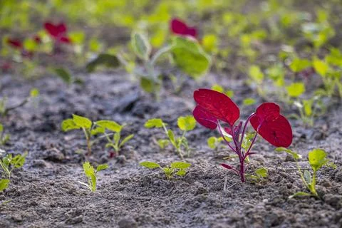 Red Amaranthus is a type of leafy vegetable. Leaves Broad, oval to lance shap Stock Photos