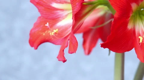Red Amarilis Flower Видео 44238645
