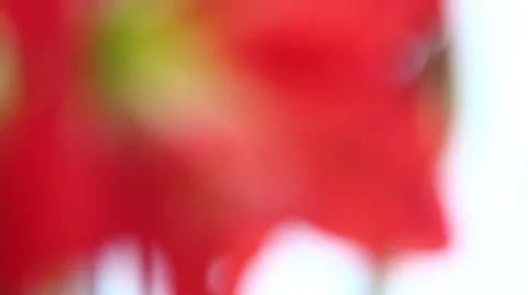 Red Amarilis Flower Видео 44238649