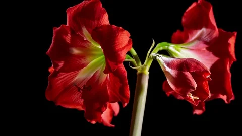 Red Amarilis Flower Opening Video stock 75801080