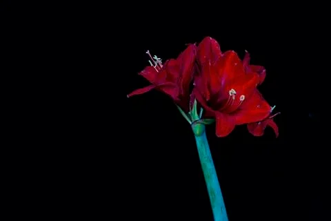 Red amarillo flower Stock Photos