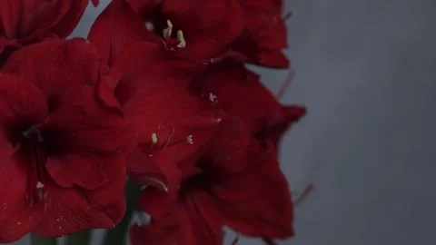 Red amarylis macro flower  Stock Footage 308446579