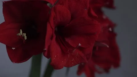 Red amarylis macro flower  Stock Footage 308446598