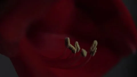 Red amarylis macro flower  Stock Footage 308446601