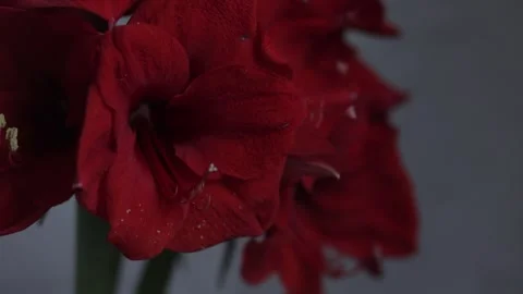 Red amarylis macro flower  Stock Footage 308446615