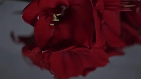 Red amarylis macro flower  Stock Footage 308446616