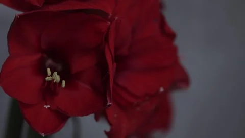 Red amarylis macro flower  Stock Footage 308446639