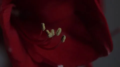 Red amarylis macro flower  Stock Footage 308446641