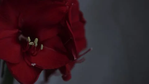 Red amarylis macro flower  Stock Footage 308446881