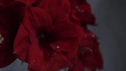Red amarylis macro flower  Stock Footage 308446882