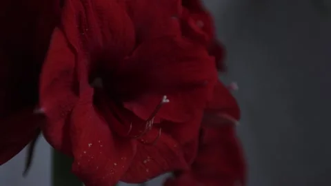 Red amarylis macro flower  Stock Footage 308447096