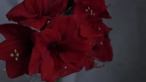 Red amarylis macro flower  Stock Footage 308447098