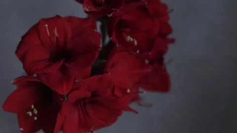 Red amarylis macro flower  Stock Footage 308447126