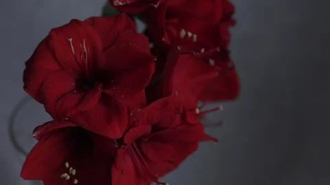 Red amarylis macro flower  Stock Footage 308447127