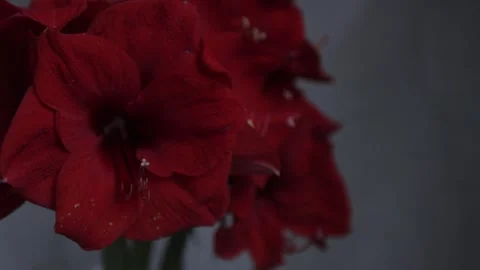 Red amarylis macro flower  Stock Footage 308447130