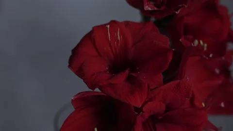 Red amarylis macro flower Stock Footage 308447134