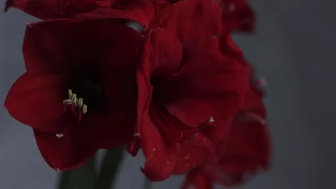 Red amarylis macro flower  Stock Footage 308447137
