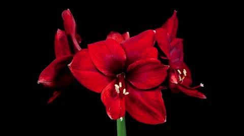 Red Amaryllis Blooming Timelapse Stock Footage 47751686