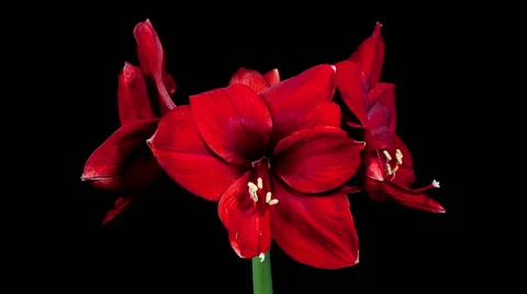 Red Amaryllis Blooming Timelapse Stock Footage 47751740