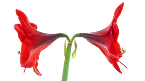 Red Amaryllis Blooming Timelapse Stock Footage 47751796