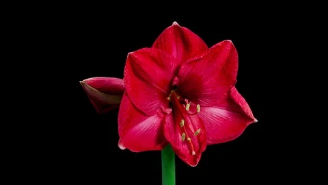 Red Amaryllis Blooming Timelapse Stock Footage 88839742