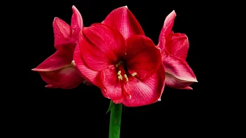 Red Amaryllis Blooming Timelapse Stock Footage 88840052