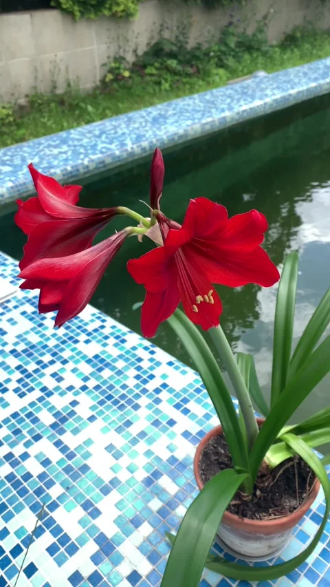 Red Amaryllis Flower Bloom Close Up Indoor Houseplant Macro Video Stock Footage 341261263