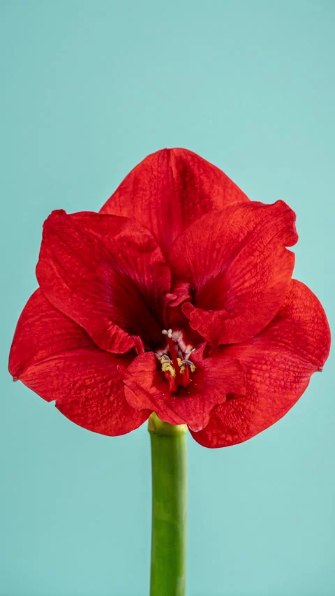 Red Amaryllis Flower Bud Opens in Stop Motion Animation on a Blue Backgroun.. Stock Footage 295680754