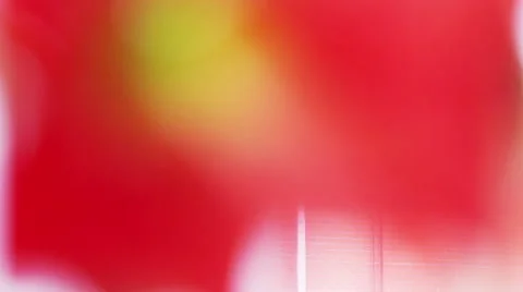 Red amaryllis flower defocus Stock Footage 44714429