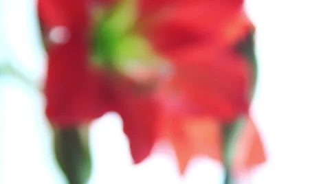 Red Amaryllis Flower Video stock 45295404