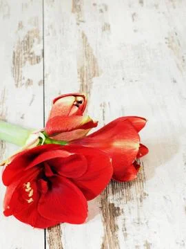 Red amaryllis flower Foto stock