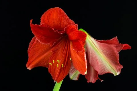Red amaryllis Stock Photos