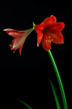 Red amaryllis Stock Photos