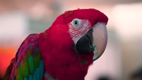 Red Amazon Parrot Bird Standing Video stock 123654944