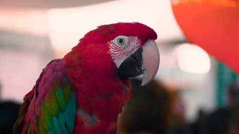 Red Amazon Parrot Bird Standing Stock Footage 123655153