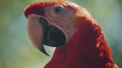 Red Amazon Scarlet Macaw Parrot (Ara Macao) Isolated In Bokeh Background. Stock Footage 157314858