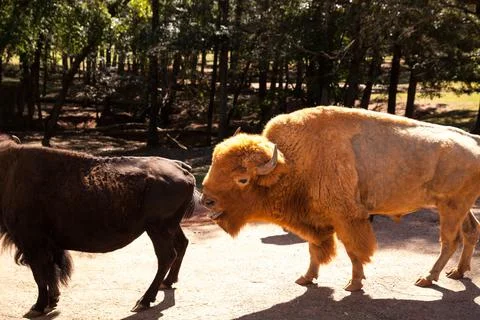Red American bison sniffs the butt of a brown bison. Stock Photos