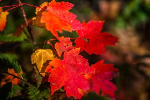 Red and amber maple leafs Foto stock
