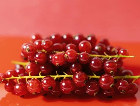 Red and appetizing currants on reddish background with nice blur Foto stock