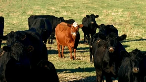 Red and Black Angus Beef Cattle grazing in pasture. Cows, bulls, calves. Video stock 98062814