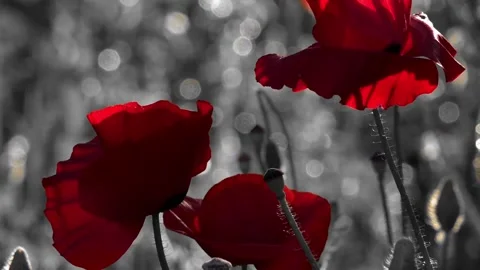 Red and black background.A delicate flower.Inematic background. Stock Footage 91344477