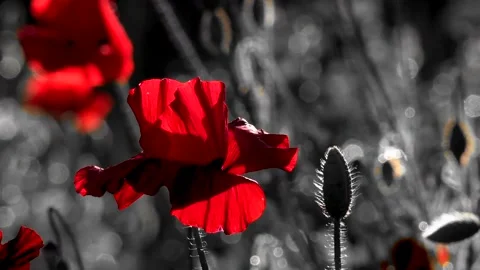 Red and black background.A delicate flower.Inematic background. Stock Footage 91344487