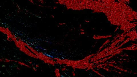 Red and black background Stock Photos