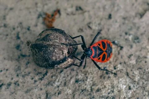 Red and black bedbug insect pushing food. Macro photography. Stock Photos